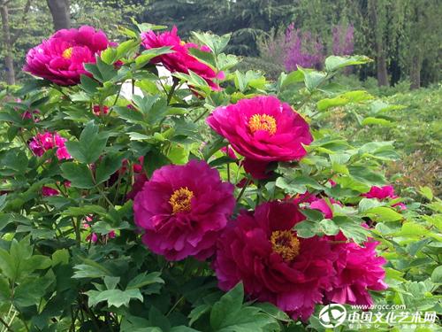 第34屆中國洛陽牡丹文化節(jié)啟動 《絲路花都》郵票同時發(fā)行