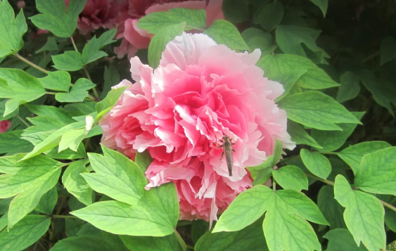 1590541045297497.png image.png